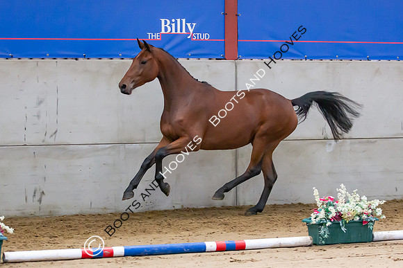 The Billy Stud Auction