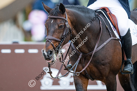The Royal Windsor Horse Show