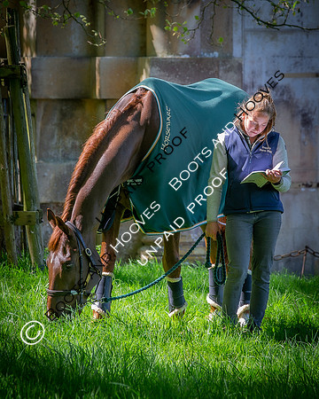 Badminton Horse Trials