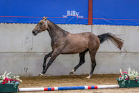 The Billy Stud Auction