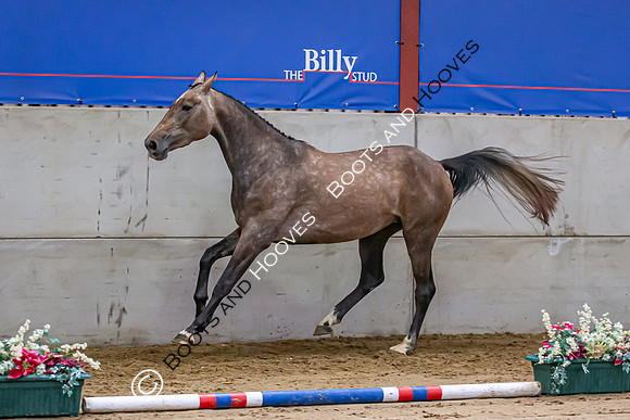 The Billy Stud Auction
