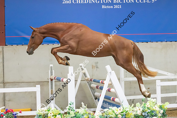 The Billy Stud Auction