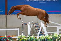 The Billy Stud Auction