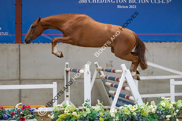 The Billy Stud Auction