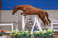 The Billy Stud Auction