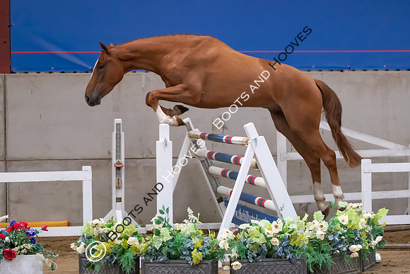 The Billy Stud Auction