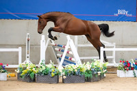 The Billy Stud Auction