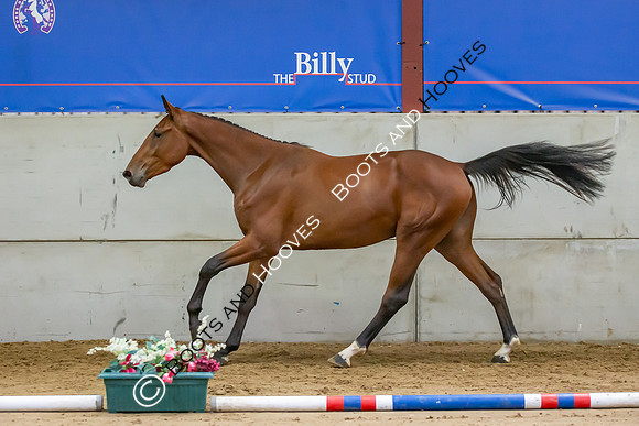 The Billy Stud Auction