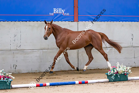 The Billy Stud Auction