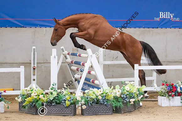 The Billy Stud Auction