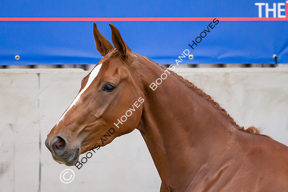 The Billy Stud Auction