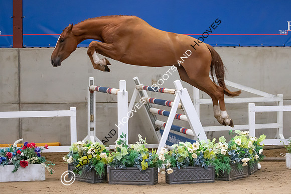 The Billy Stud Auction