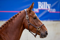 The Billy Stud Auction