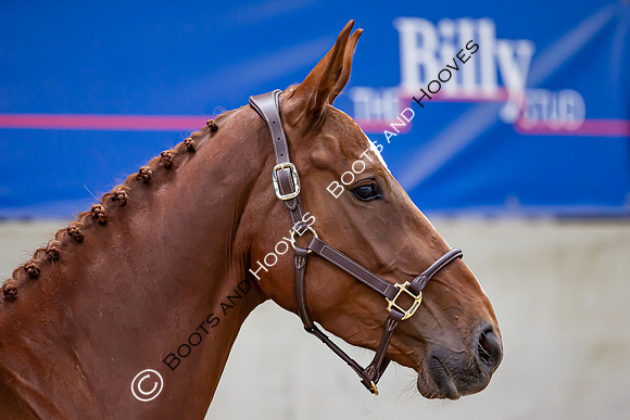 The Billy Stud Auction