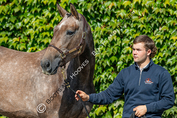 The Billy Stud Auction