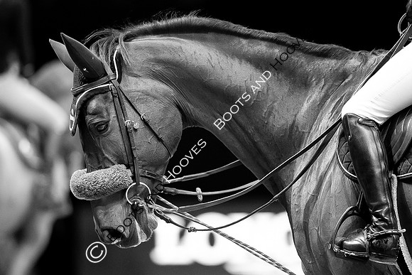 Showjumping