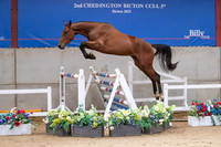 The Billy Stud Auction