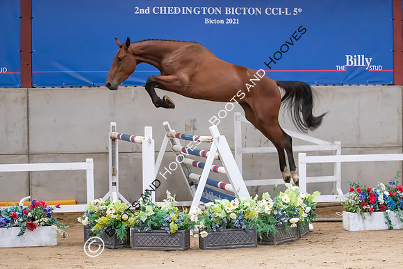 The Billy Stud Auction