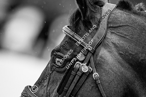 The Royal Windsor Horse Show