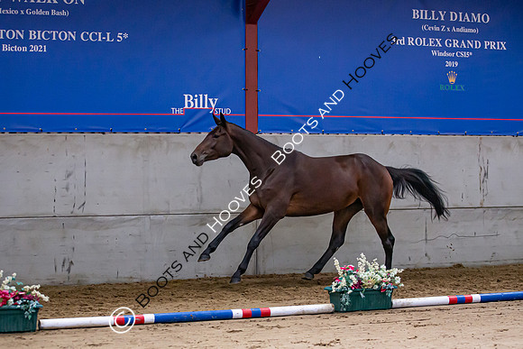 The Billy Stud Auction