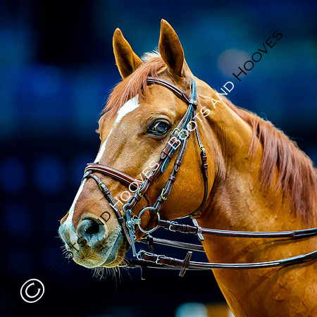 Showjumping