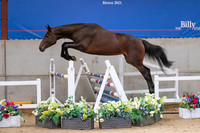 The Billy Stud Auction