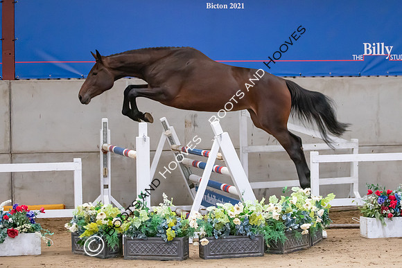 The Billy Stud Auction