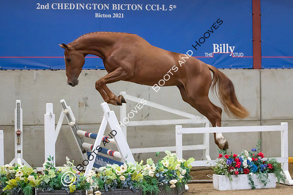 The Billy Stud Auction