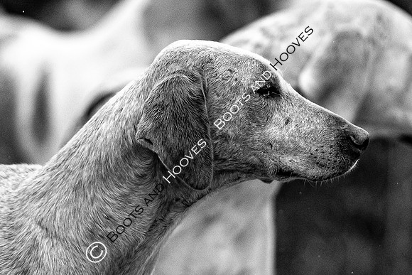 Hunting