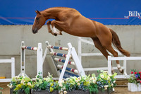 The Billy Stud Auction