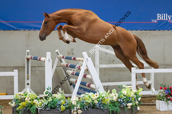 The Billy Stud Auction