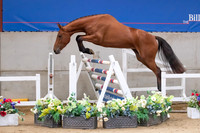 The Billy Stud Auction