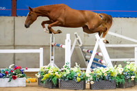 The Billy Stud Auction