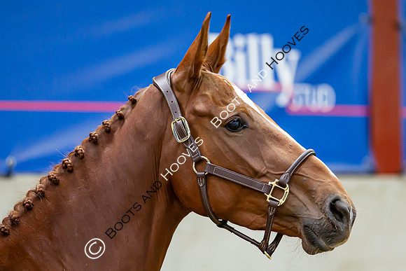The Billy Stud Auction