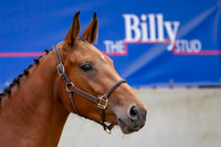 The Billy Stud Auction
