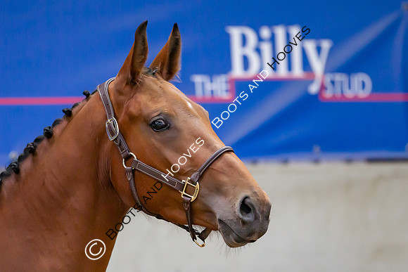 The Billy Stud Auction