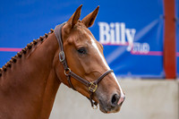 The Billy Stud Auction