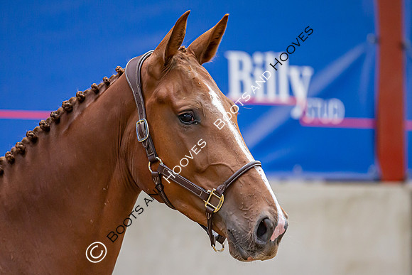 The Billy Stud Auction