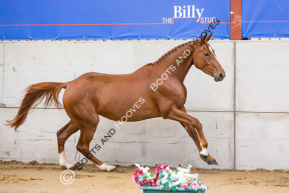 The Billy Stud Auction