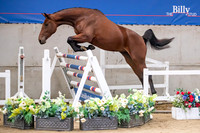 The Billy Stud Auction