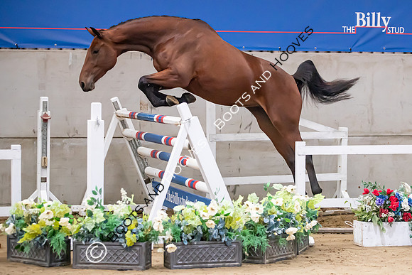 The Billy Stud Auction