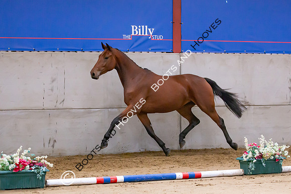 The Billy Stud Auction