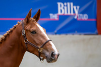 The Billy Stud Auction