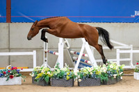 The Billy Stud Auction