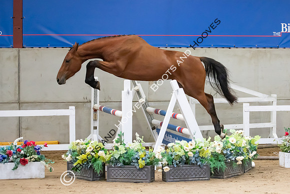 The Billy Stud Auction