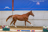 The Billy Stud Auction