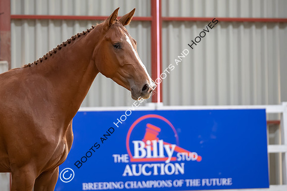 The Billy Stud Auction