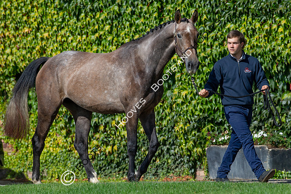 The Billy Stud Auction