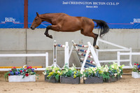 The Billy Stud Auction