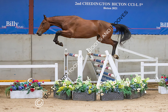 The Billy Stud Auction